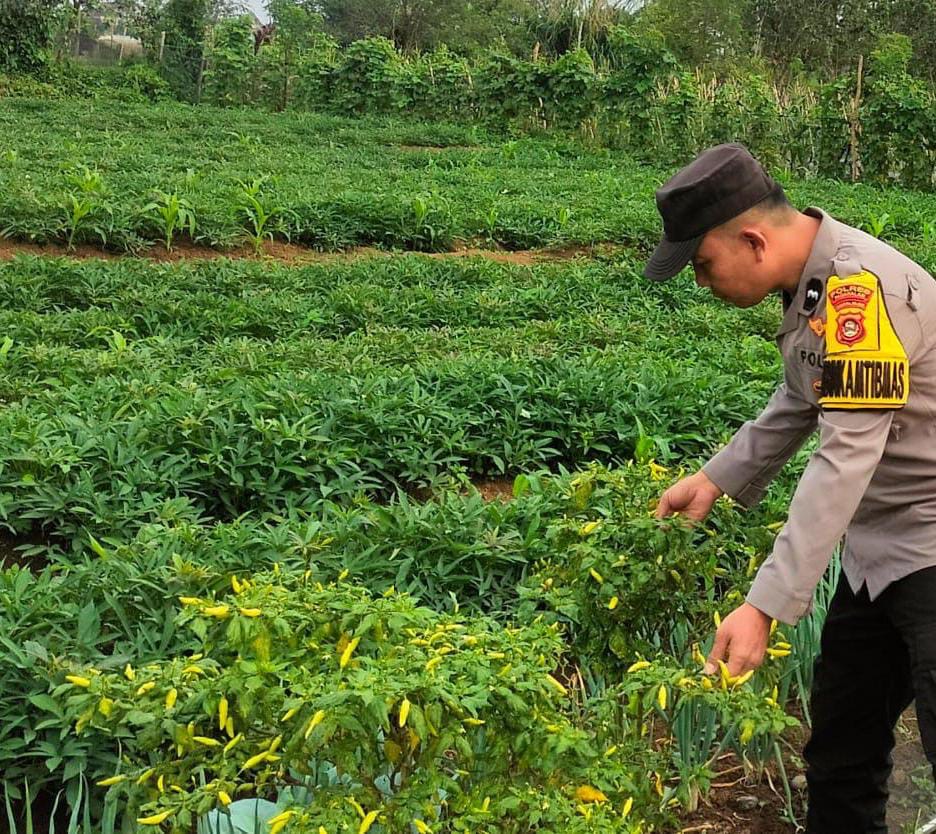 Cabai dan Kacang Panjang Jadi Fokus, Polsek Dempo Utara Perkuat Ketahanan Pangan Masyarakat