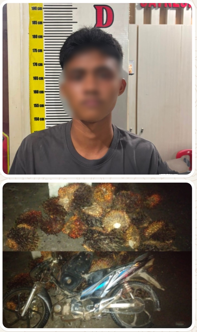 Polres Lahat Ungkap Kasus Pencurian Tandan Buah Segar Kelapa Sawit di PT Aditarwan