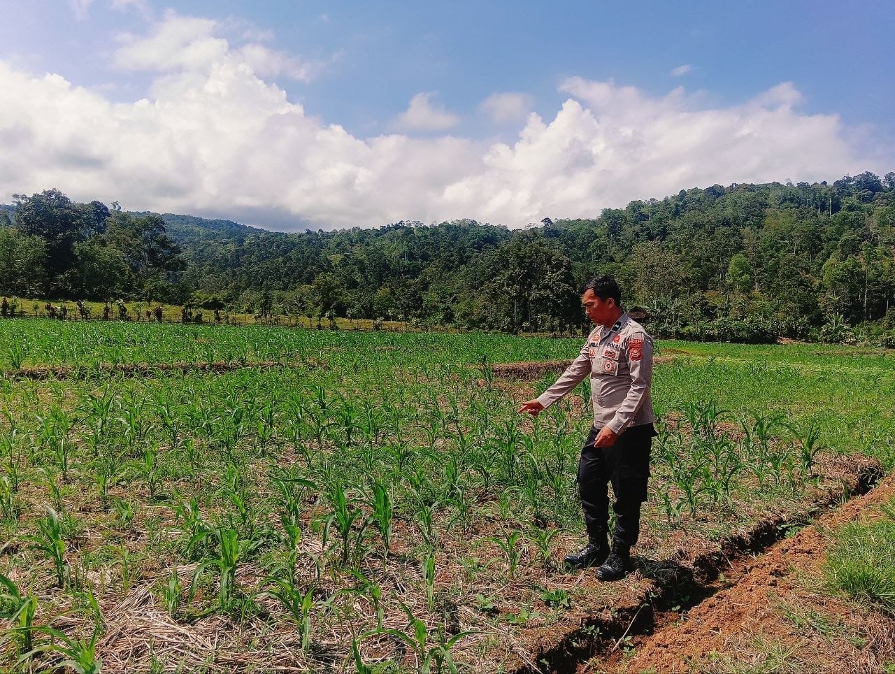 Polsek Tanjung Sakti Pastikan Perkembangan Tanaman Jagung Berjalan Baik, Dukung Ketahanan Pangan