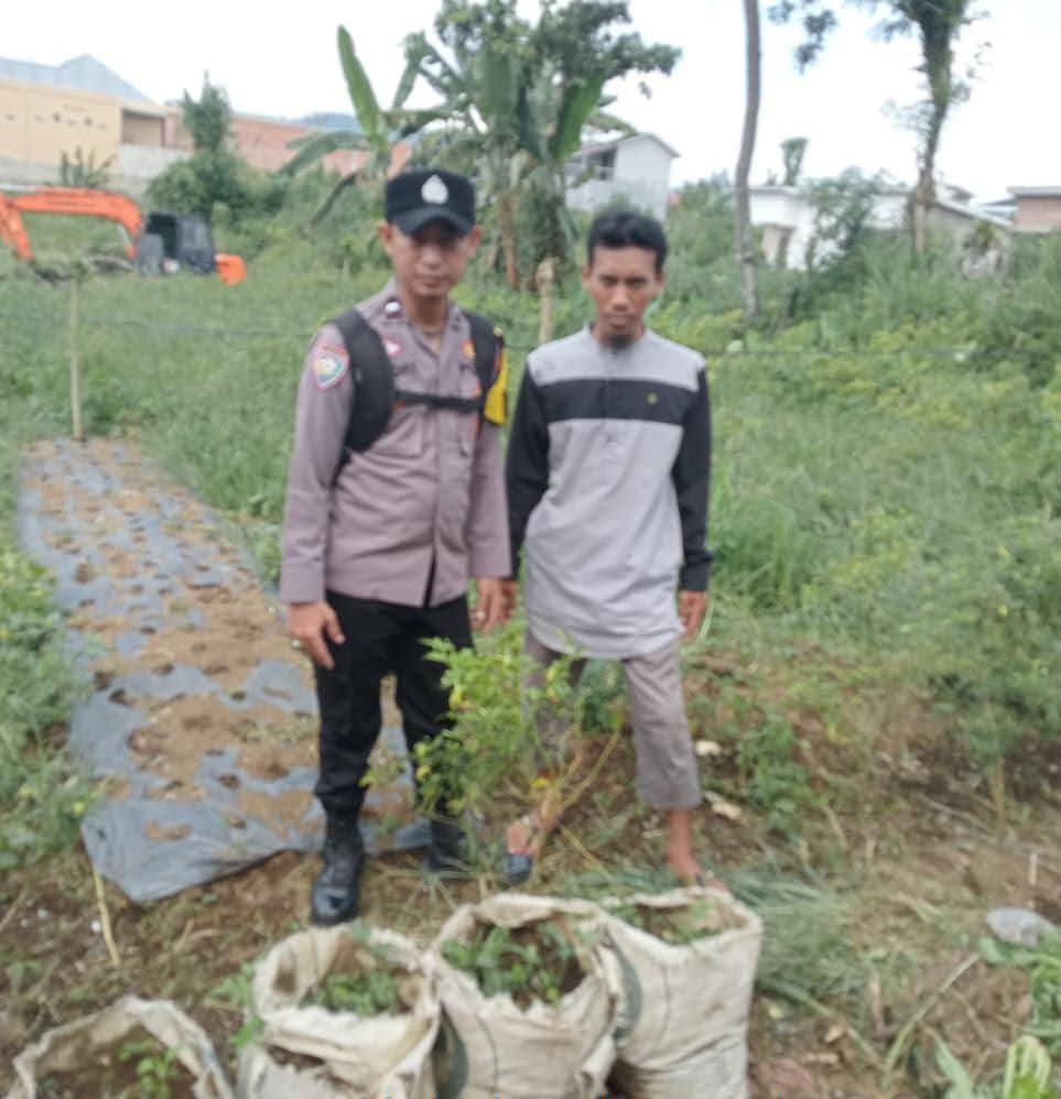 Monitoring Pekarangan Cabai di Bangun Rejo, Polres Pagar Alam Perkuat Komitmen Dukung Ketahanan Panga