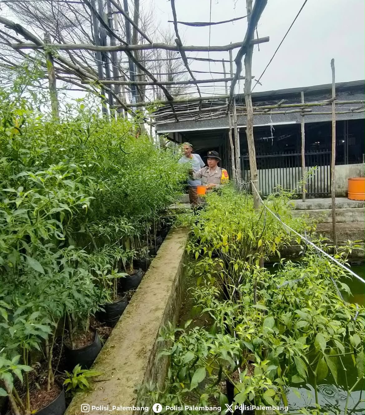 Polri Hadir Dukung Ketahanan Pangan melalui Monitoring Pertanian Warga