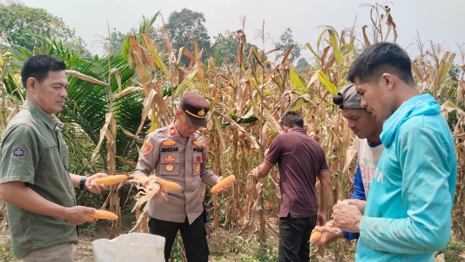 Polsek Lubuk Batang Panen Jagung Bersama kelompok Tani Harapan Jaya Lubuk Batang