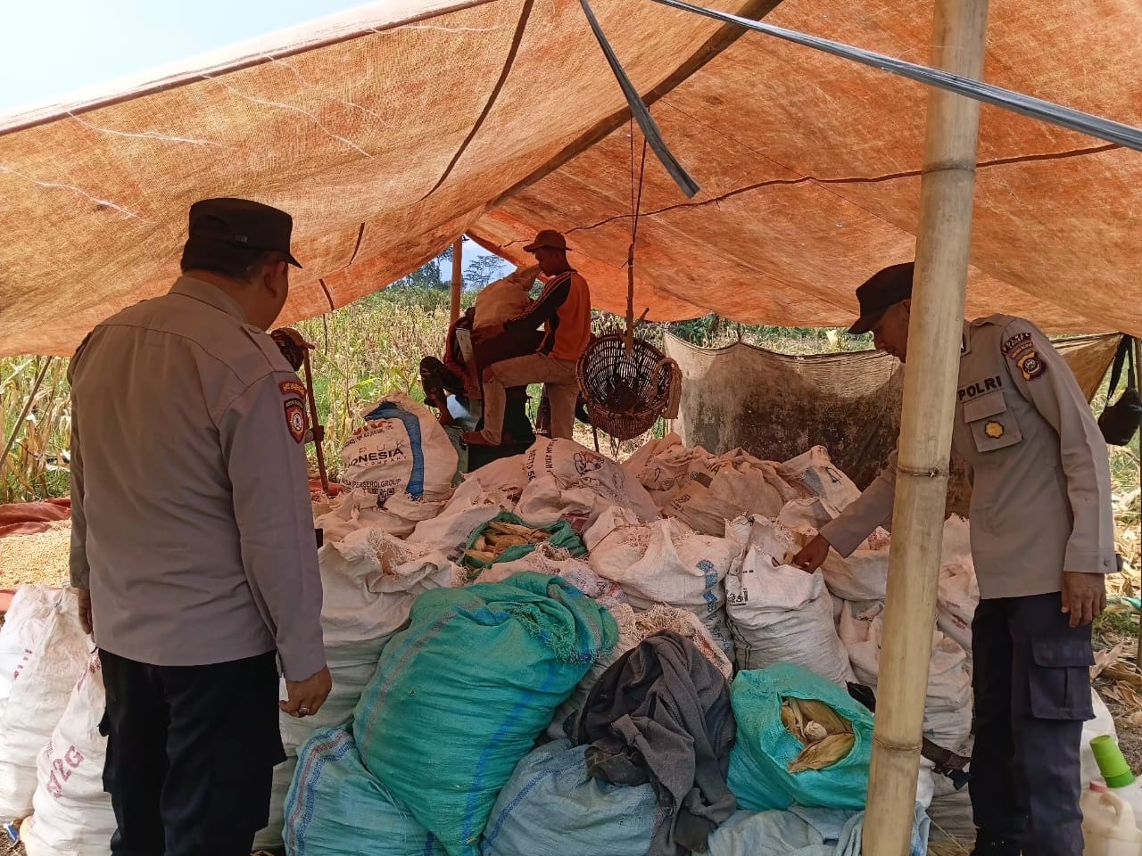 Polsek Mulak Ulu dampingi panen jagung kuartal III seluas 2 hektare, hasil capai sekitar 6 ton
