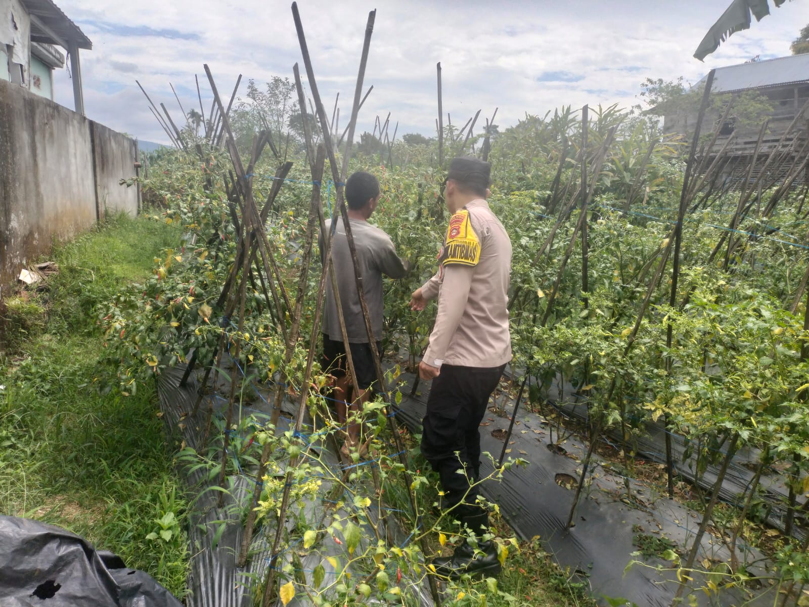 Aipda Erwin Pantau Kebun Kacang Milik Warga Selibar, Perkuat Program Ketahanan Pangan Nasional