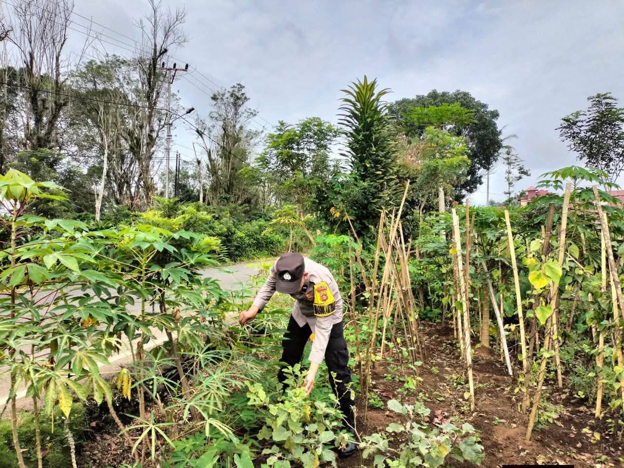 Polsek Dempo Utara Sukseskan Ketahanan Pangan melalui Budidaya Cabai dan Kacang Panjang
