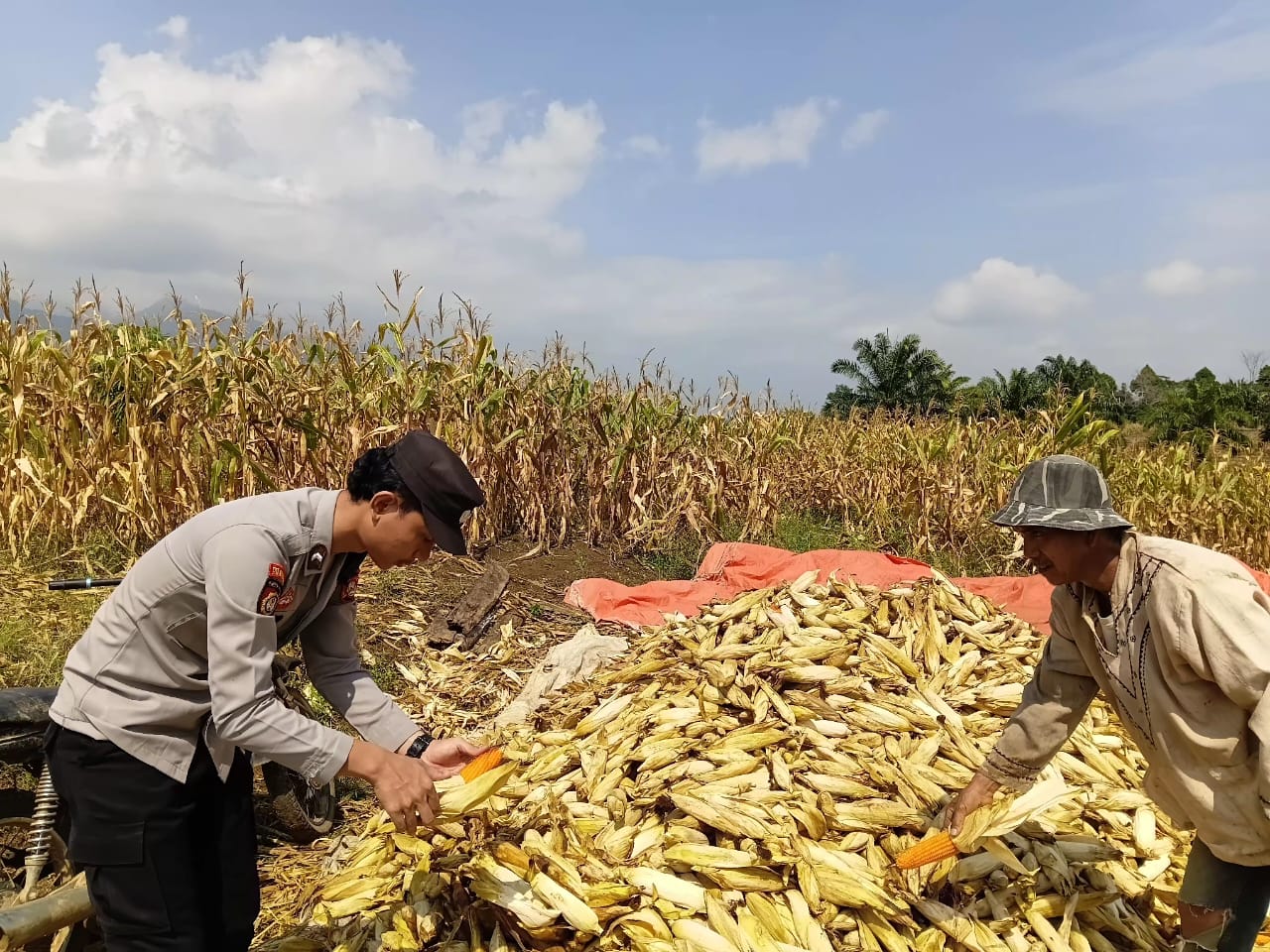 Panen jagung kuartal III, Polsek Mulak Ulu dukung petani hasilkan 5,5 ton dari lahan 2 hektare