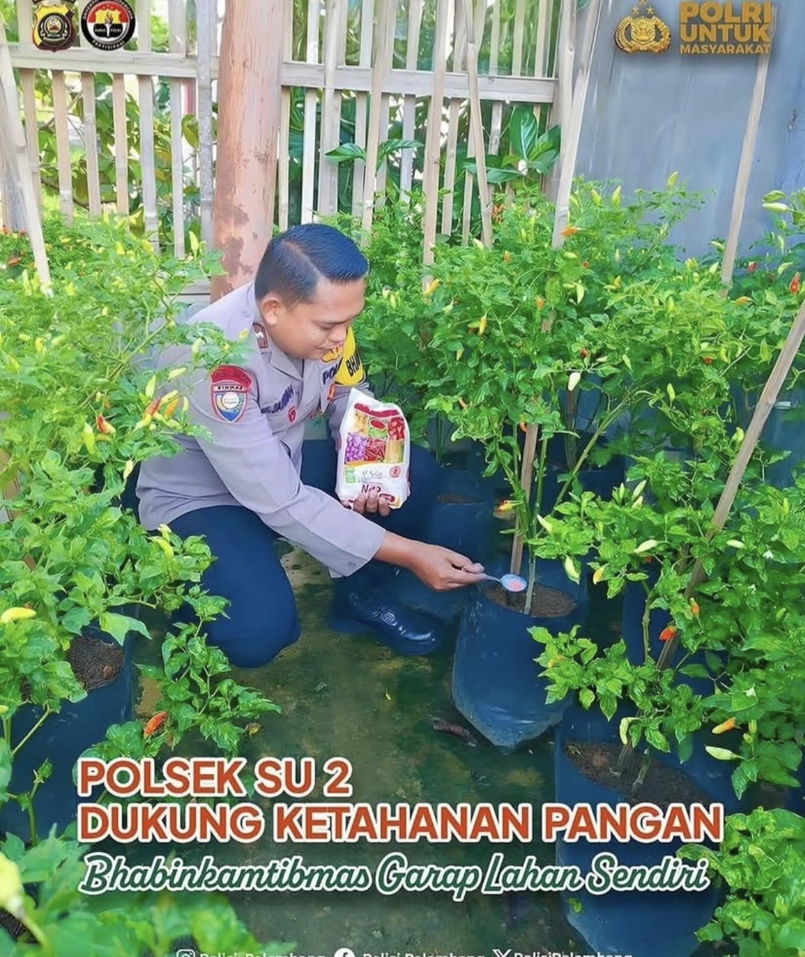 Tanam Cabai di Tengah Kota, Bhabinkamtibmas 16 Ulu Dukung Swasembada Pangan